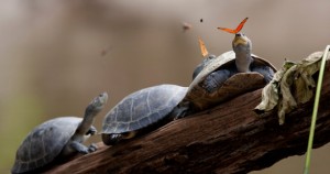 butterfly_feeding_on_the_tears_of_a_turtle_in_ecuador